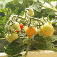 Sistema idroponico organico Veggiefloe per ristoranti e cuochi: coltivare erbe speciali e verdure fresche tutto l'anno